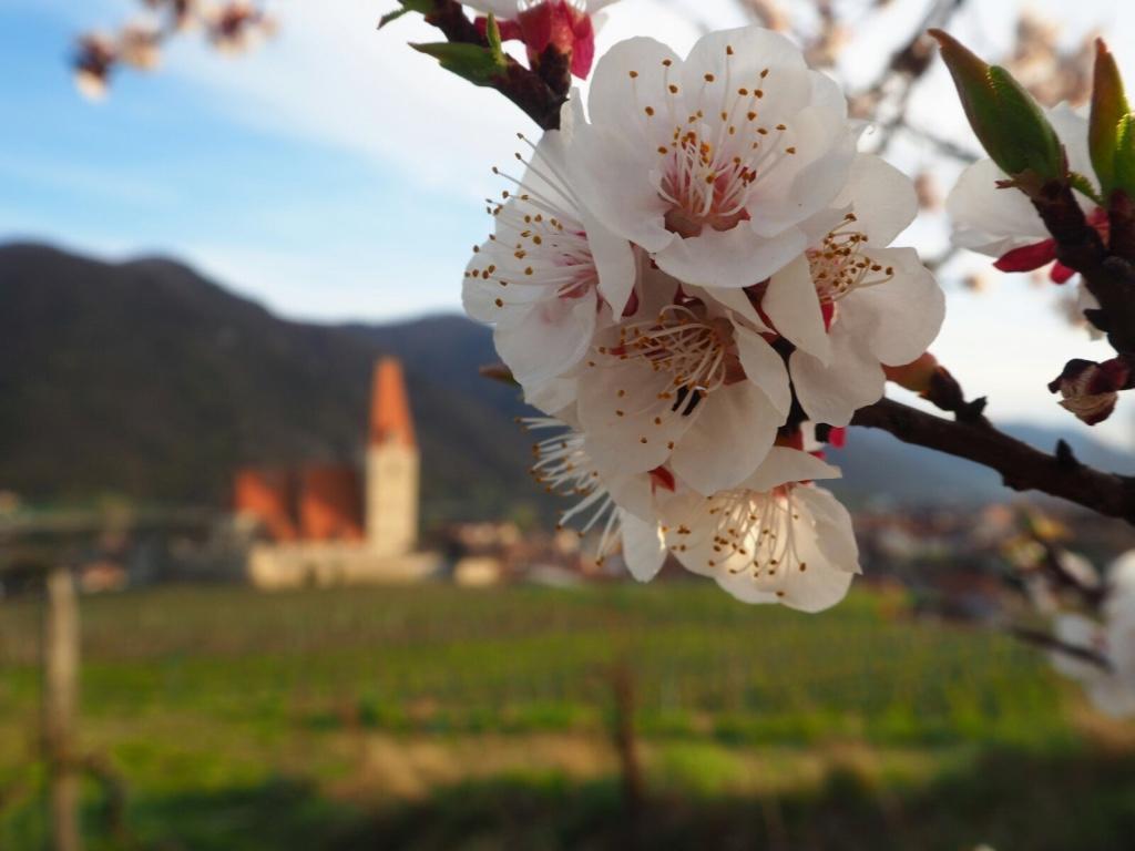 Gaestehaus Haiminger Ehemalig Schmelz Weissenkirchen in der Wachau Esterno foto